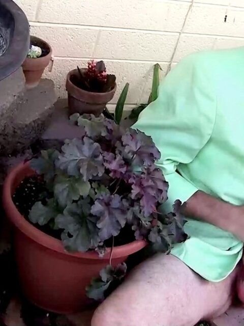 Dick Cummings beats his thick cock and splashes jizz in the sun